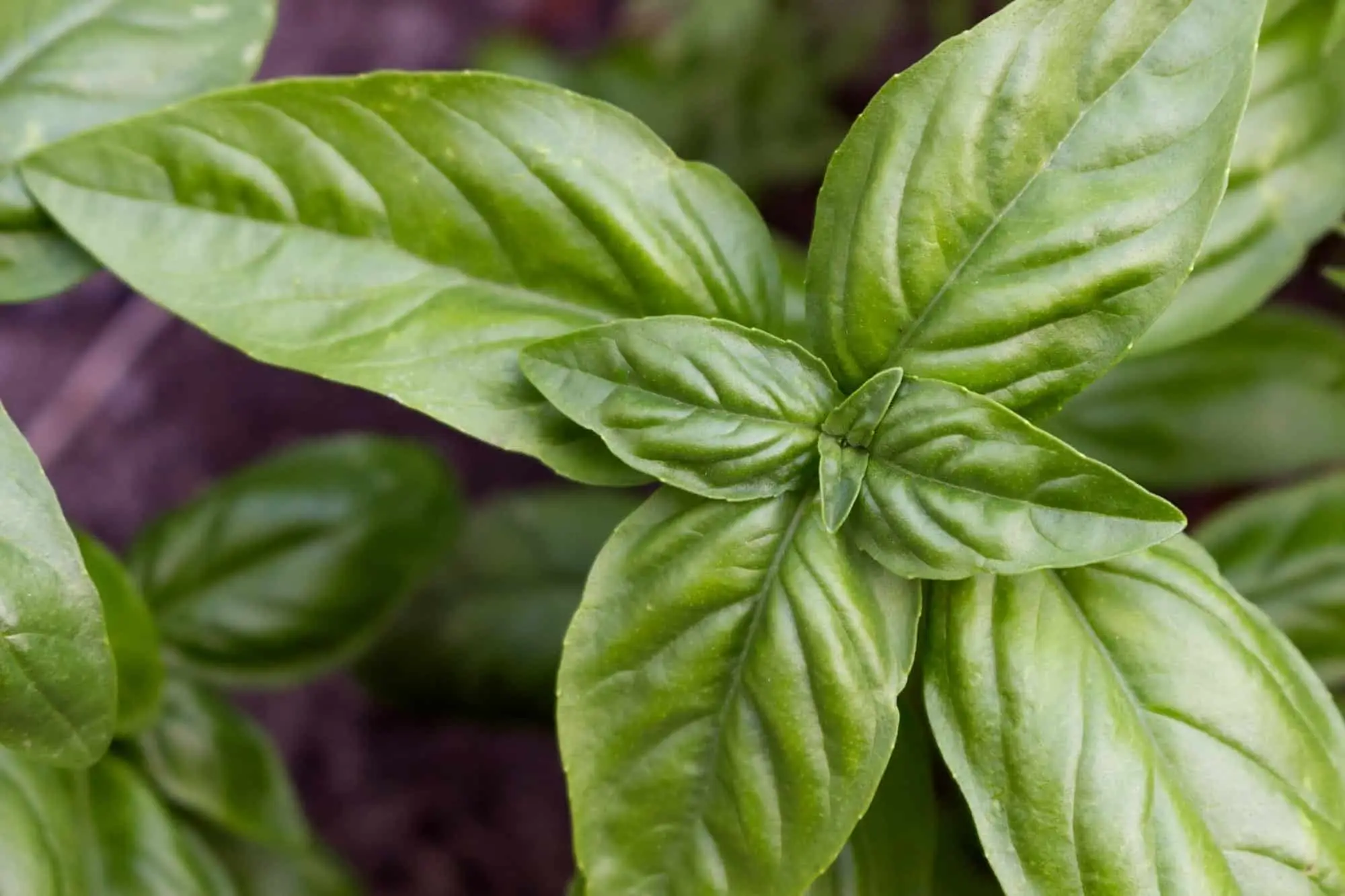 Basílio Genovese vs. Sweet Basil: Spiceography Showdown