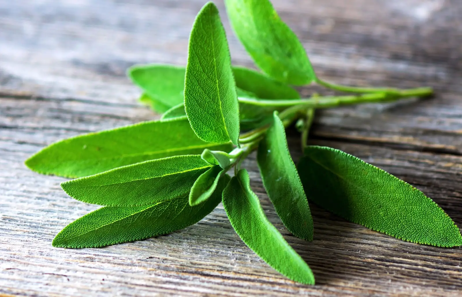 Sálvia vs. Lavanda: Spiceography Showdown