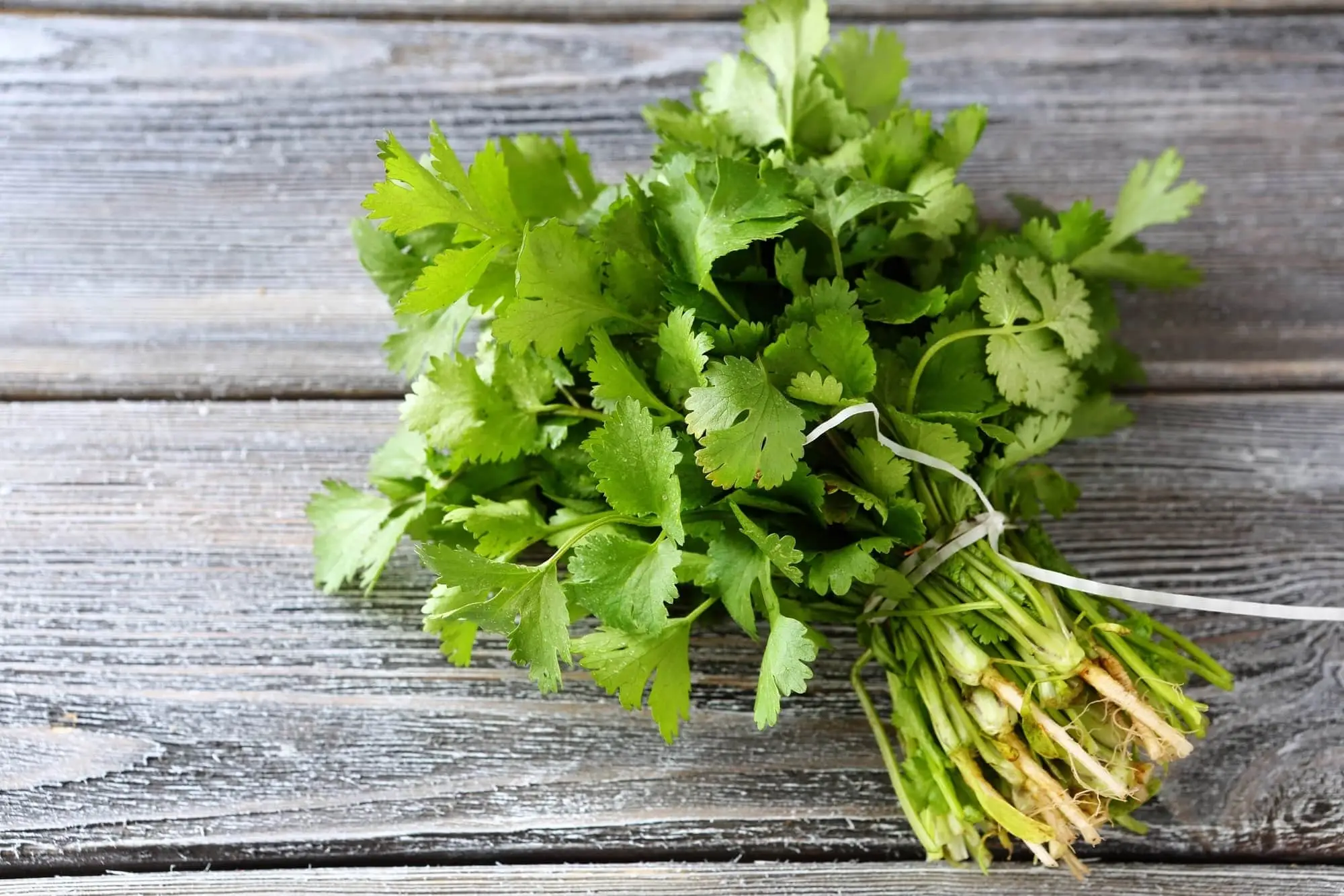 CHERtil vs. Cilantro: Spiceography Showdown