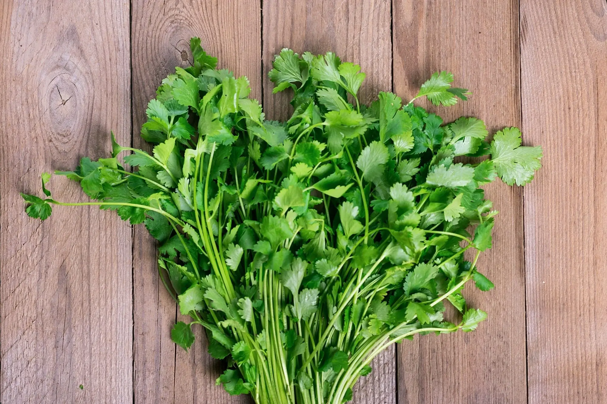 Coentro vs. Oregano: Spiceography Showdown