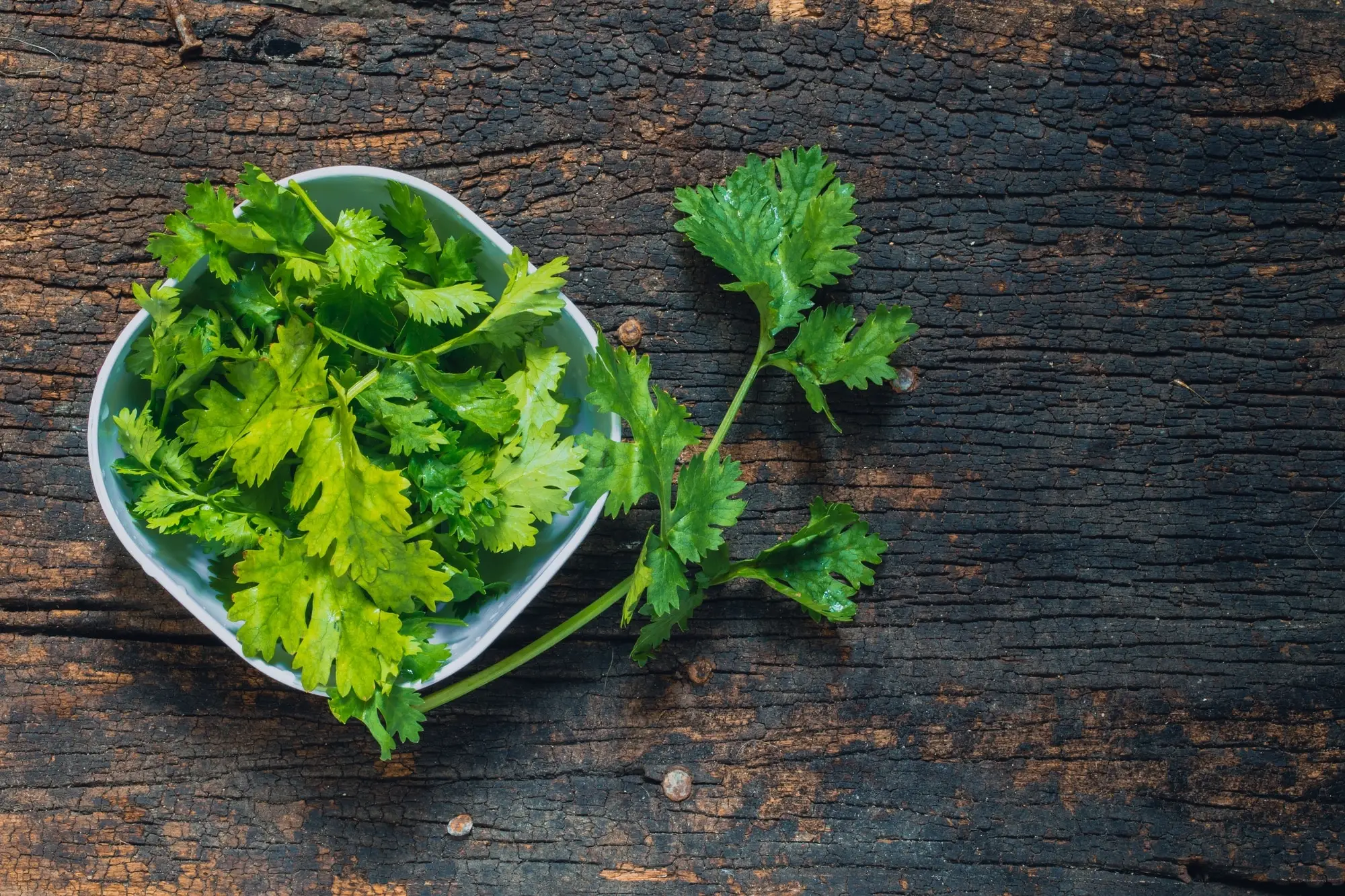 How to dry cilantro