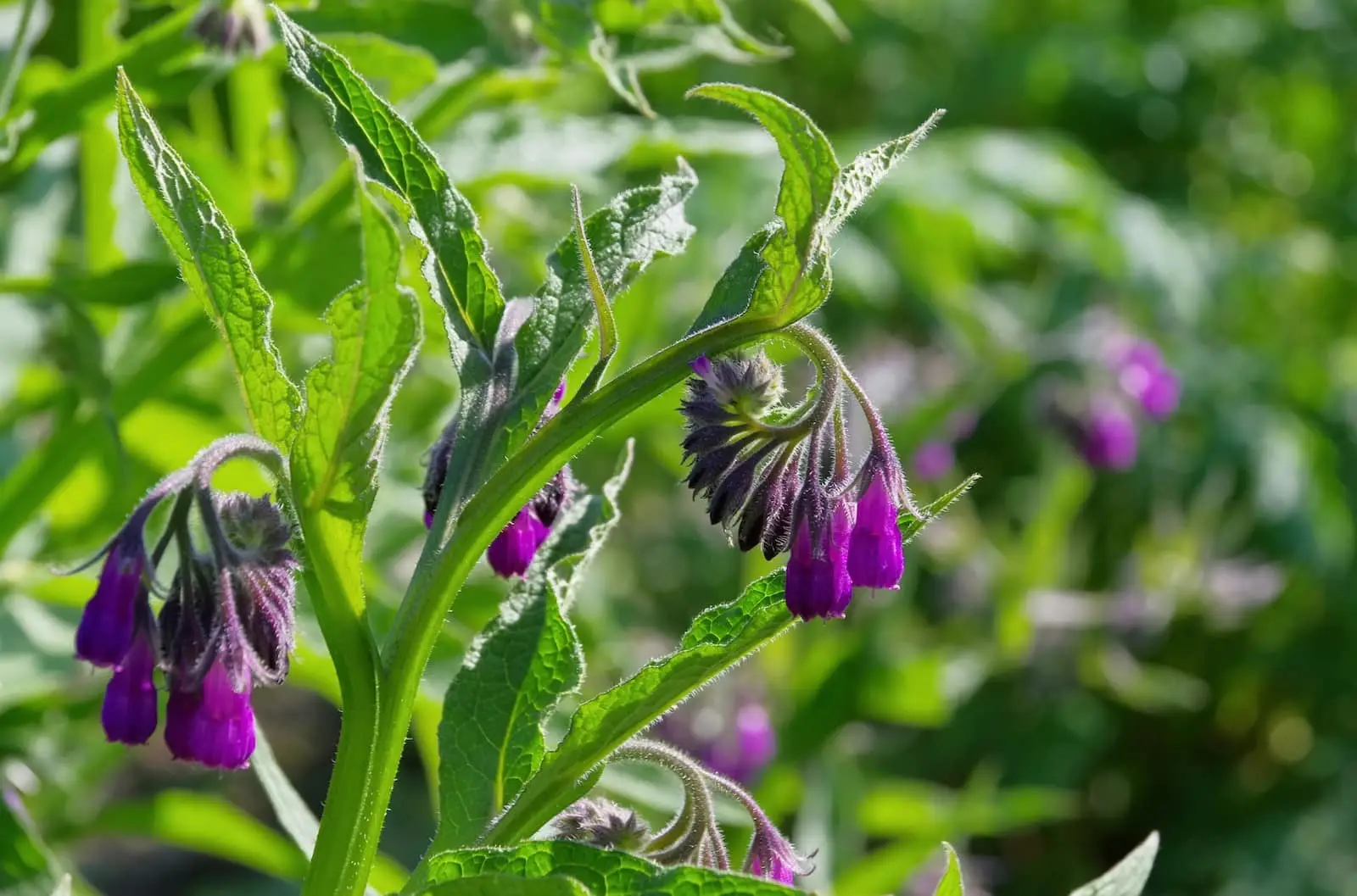 COMFREY: A erva de cura