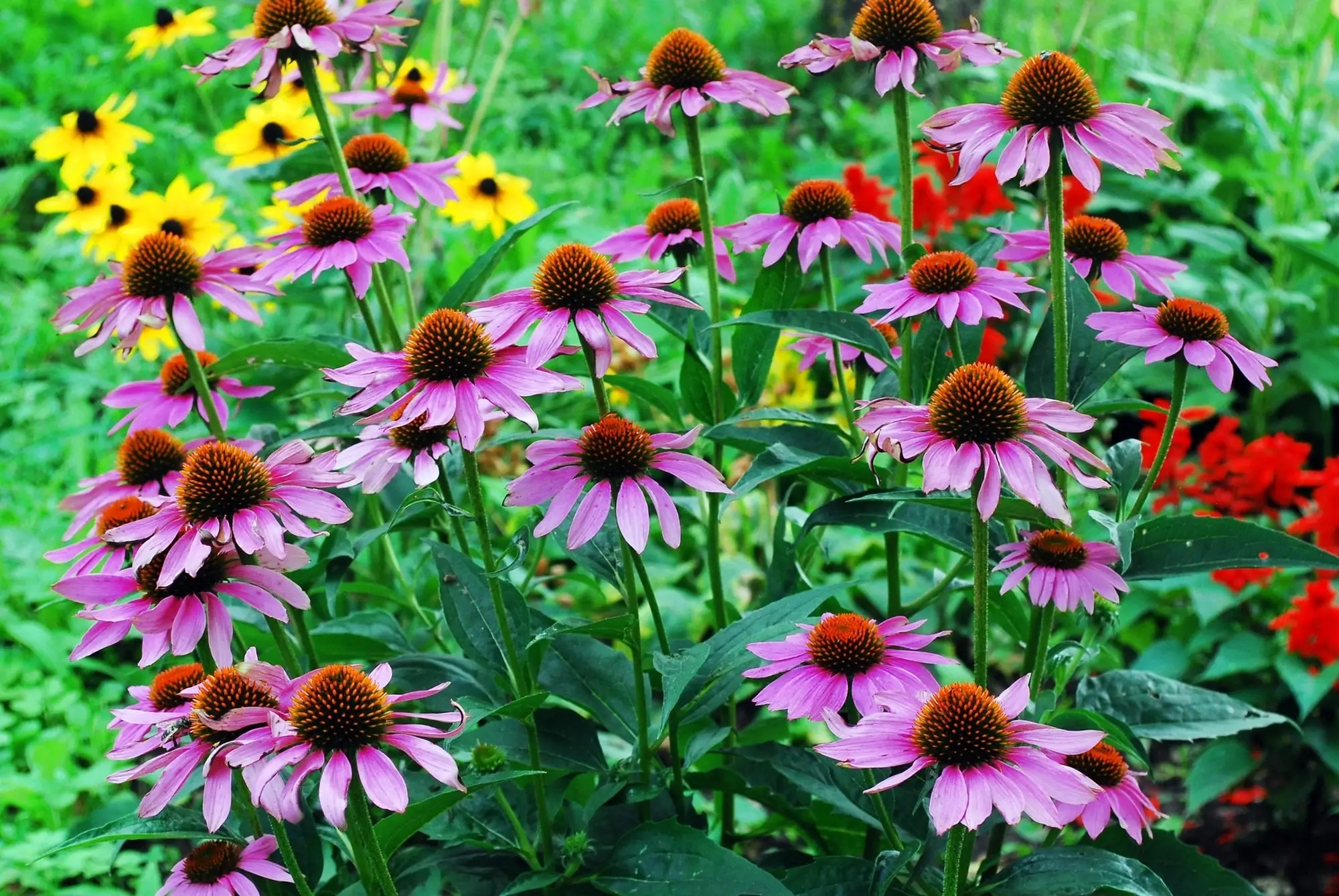 Echinacea: uma cura nativa americana