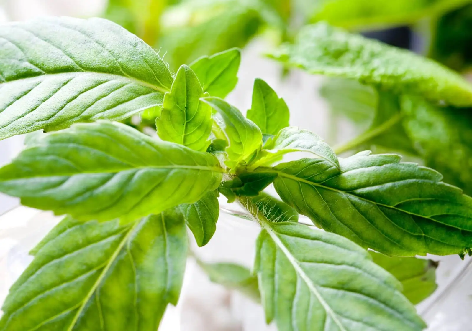 O que é um bom substituto de bergamot?