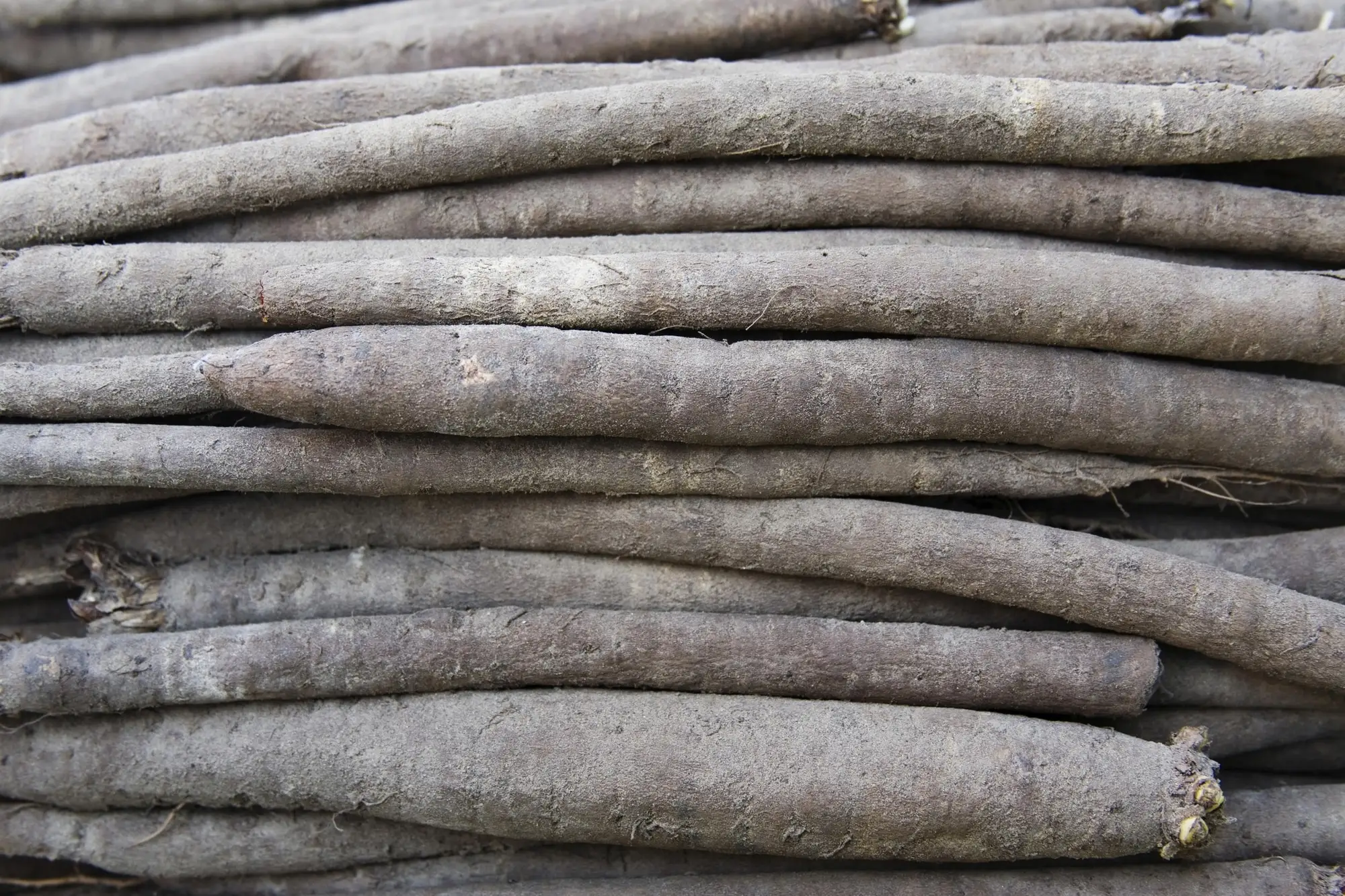 O que é um bom substituto de Salsify?