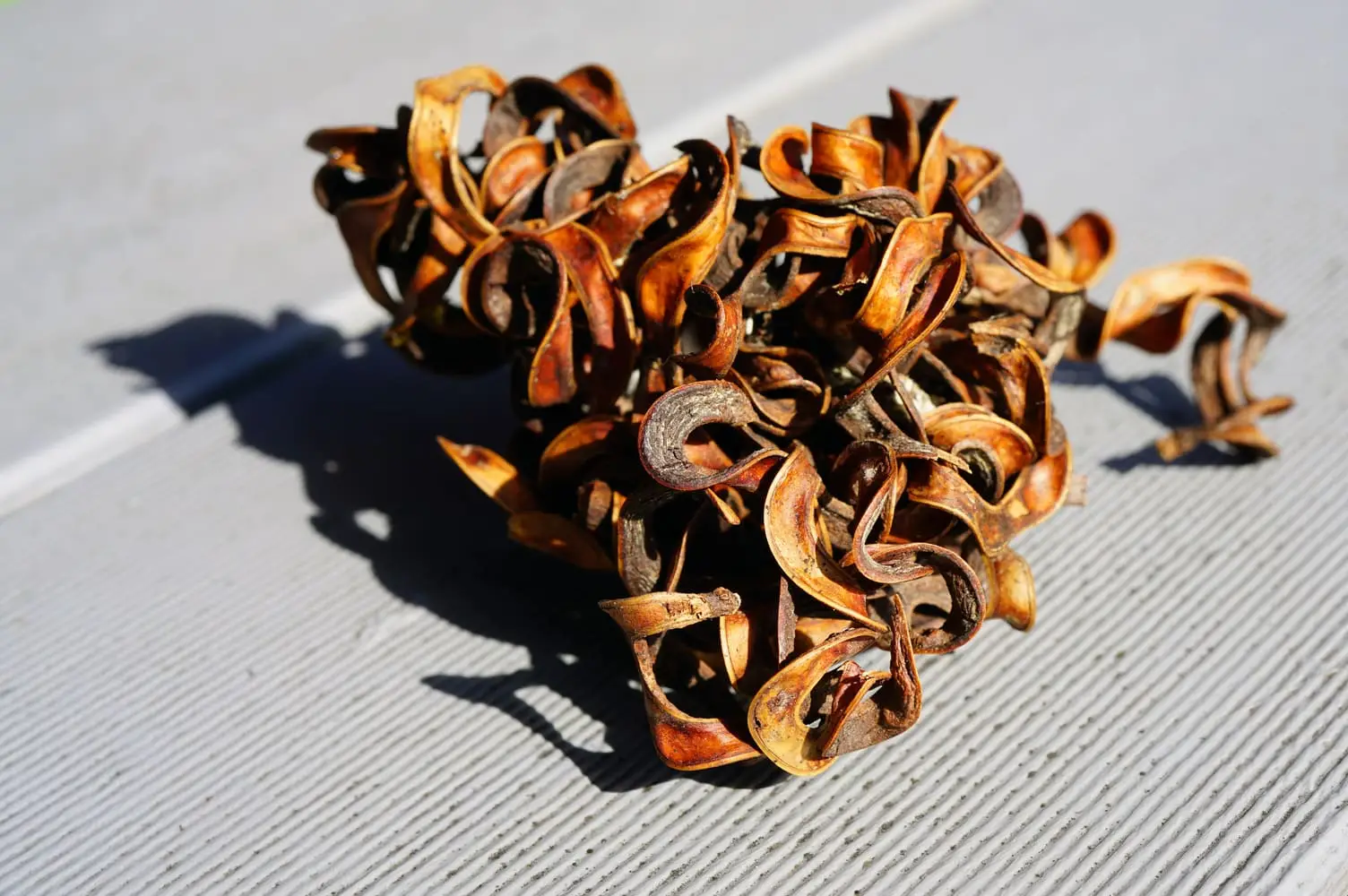 O que é um bom substituto wattleseed?