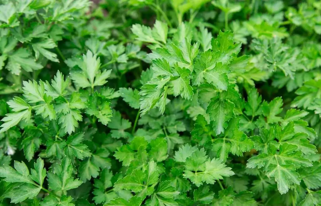 Parsley