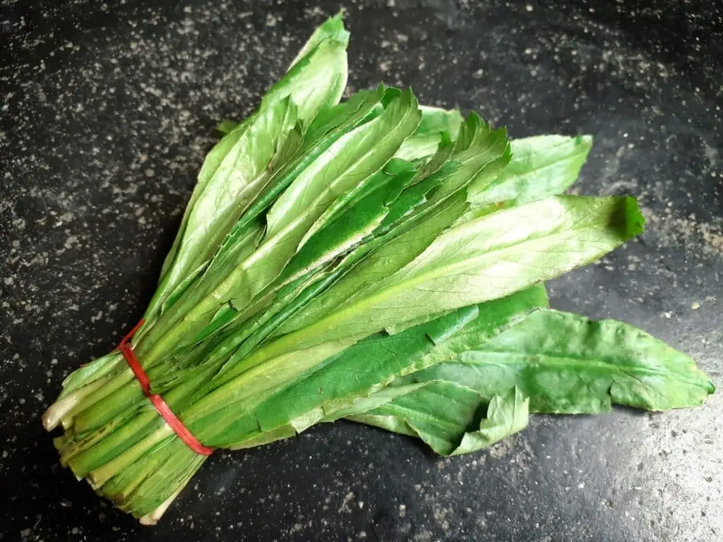 Folha de serra: coentro vietnamita