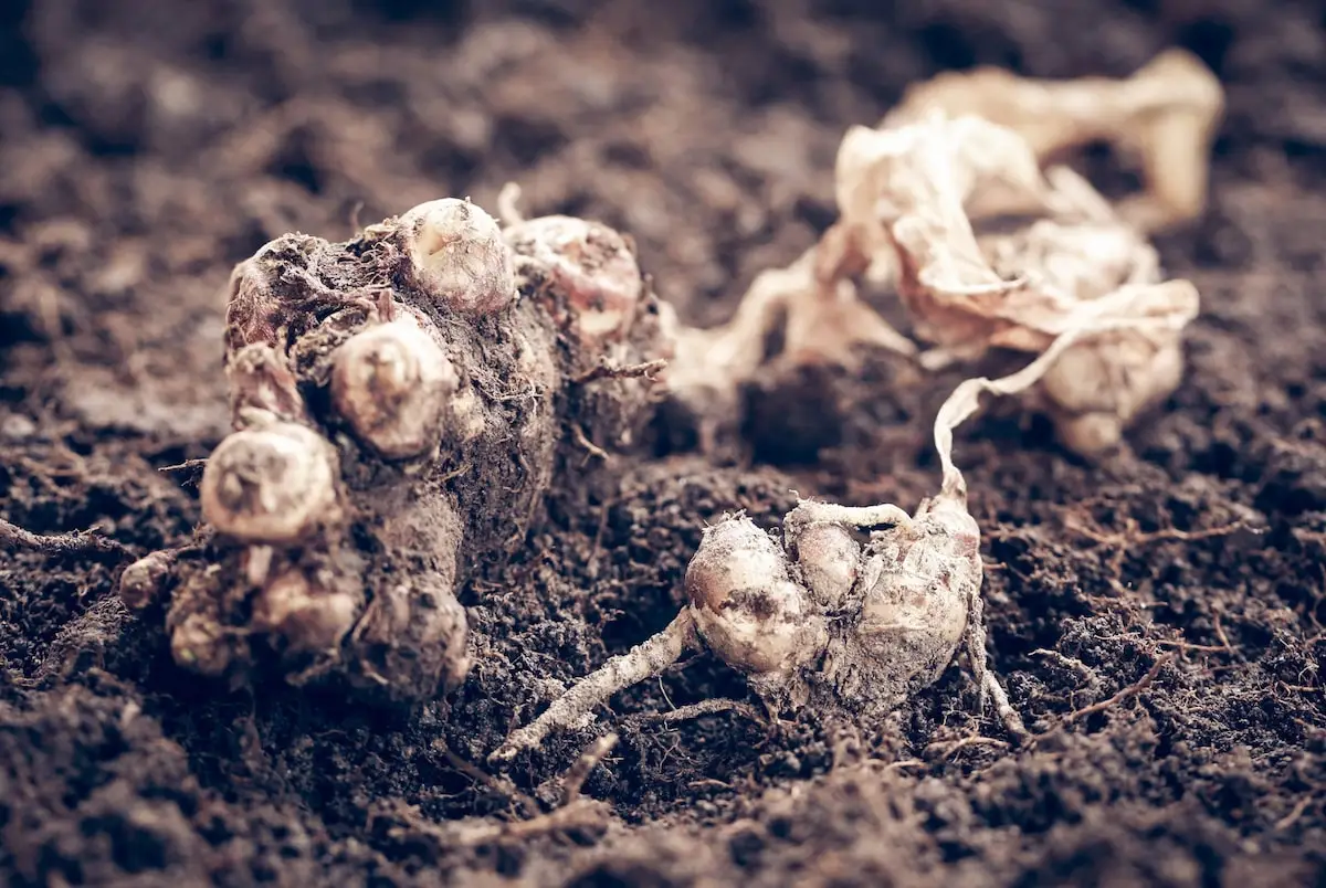 Gengibre de areia: primo medicinal de Galangal