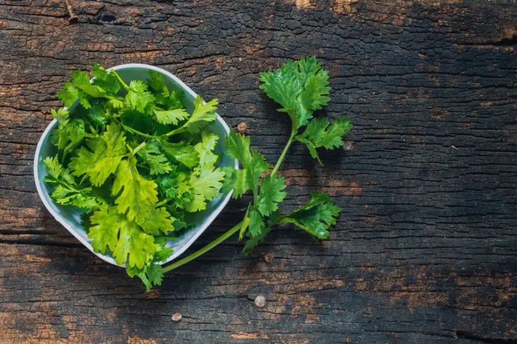 How to dry cilantro