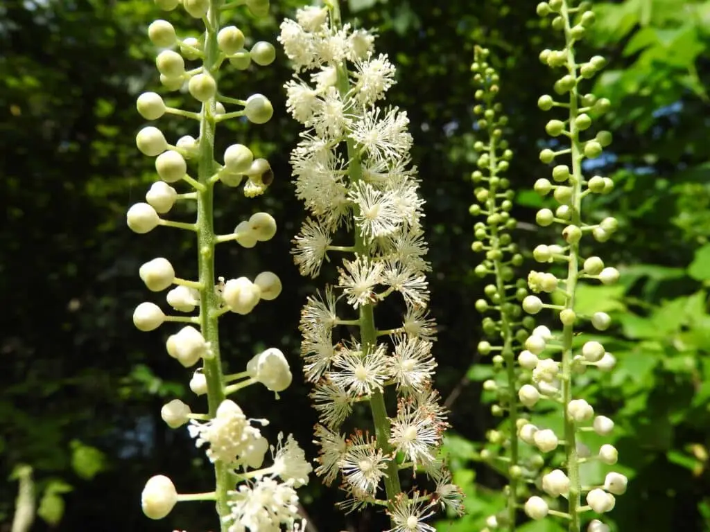 Black cohosh