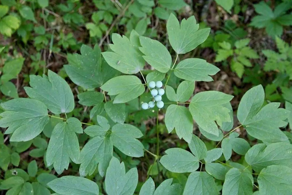 Blue Cohosh vs. Black Cohosh: Spiceography Showdown