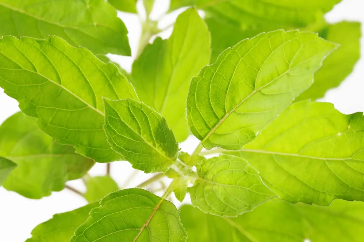 O que é um bom substituto de manjericão sagrado?