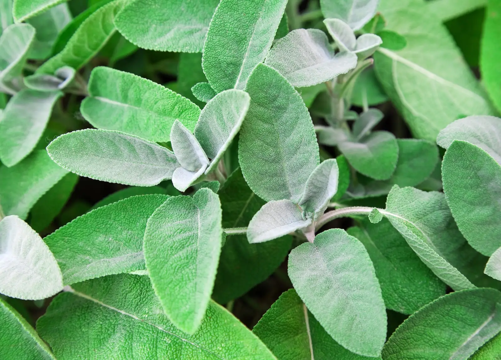 Clary Sage vs. Sábio: Showdown de Spiceografia