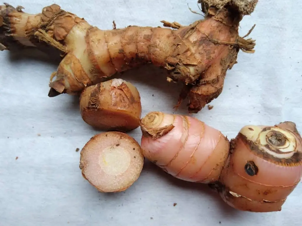 how to store galangal