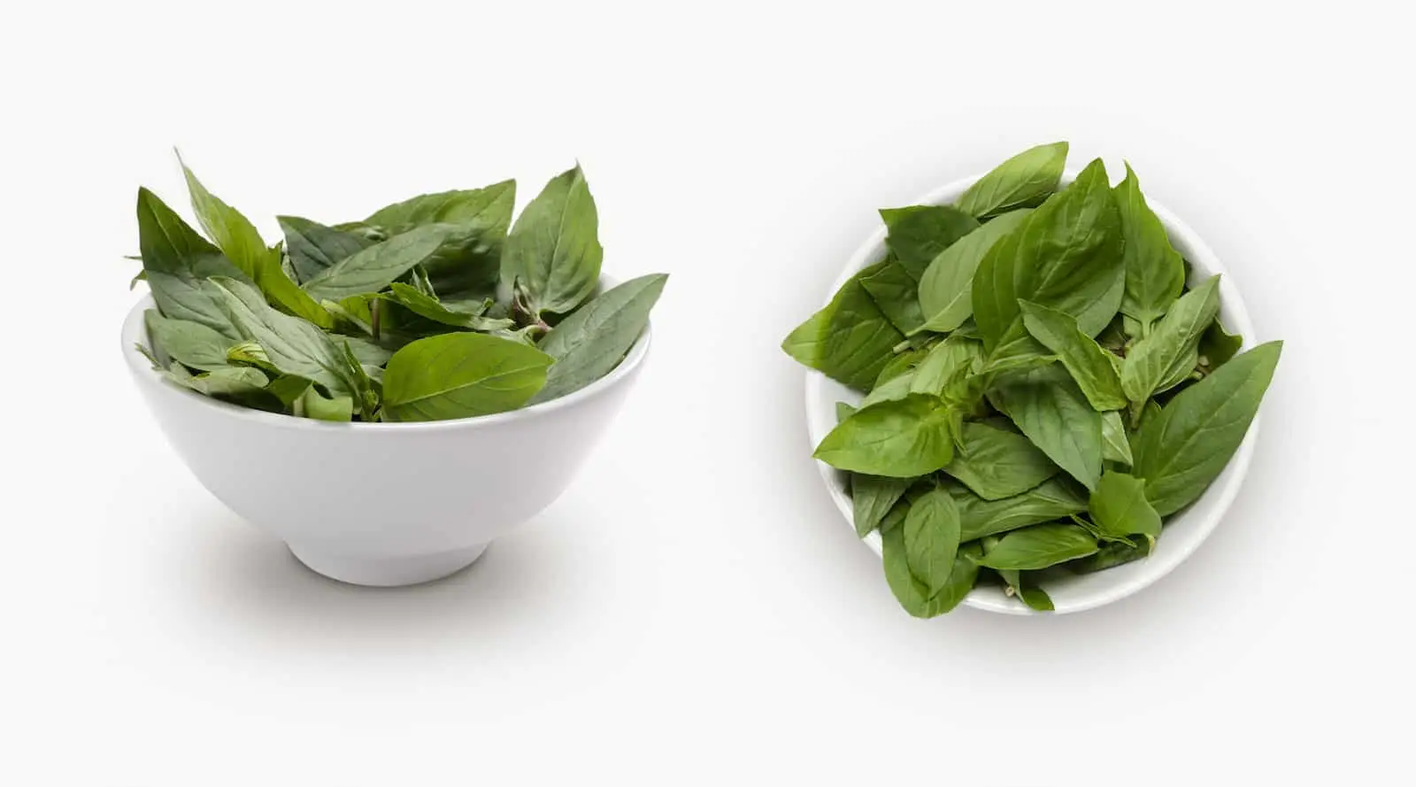 Basílio de canela vs. Basílio tailandês: confronto de especiargrafia