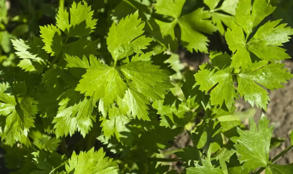 Folhas de aipo: a parte desconhecida da planta de aipo