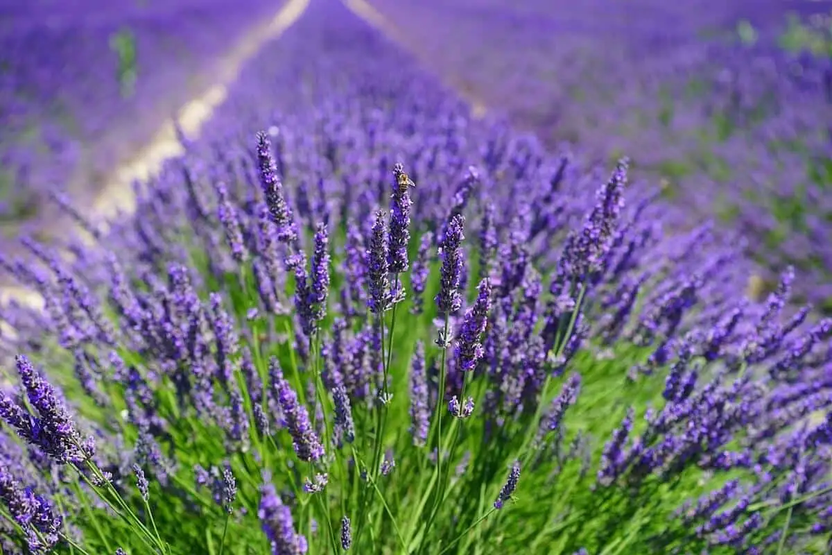 Lavanda: uma flor perfumada e uma erva saborosa