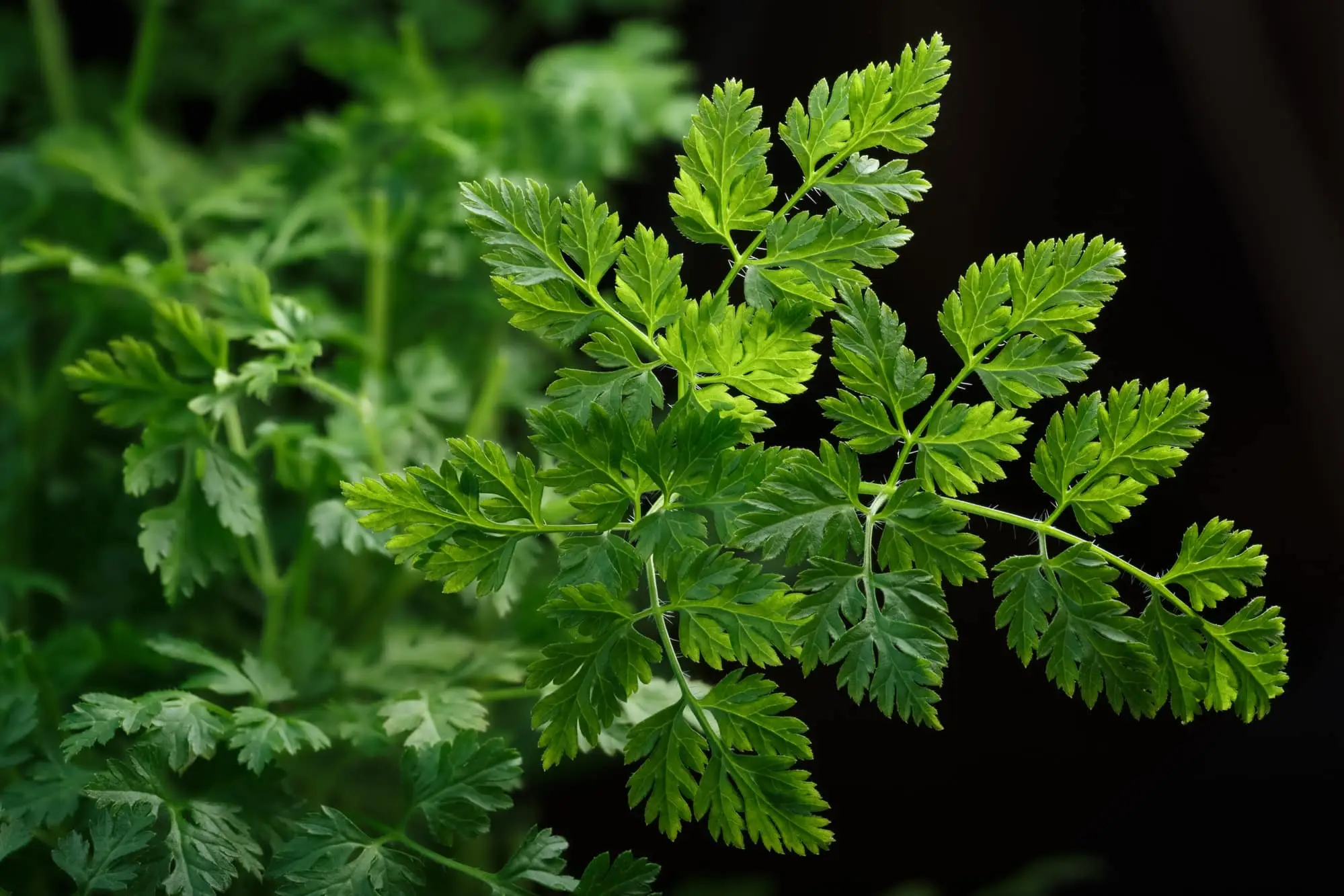 Multas Herbes: Quatro das melhores ervas de Provence