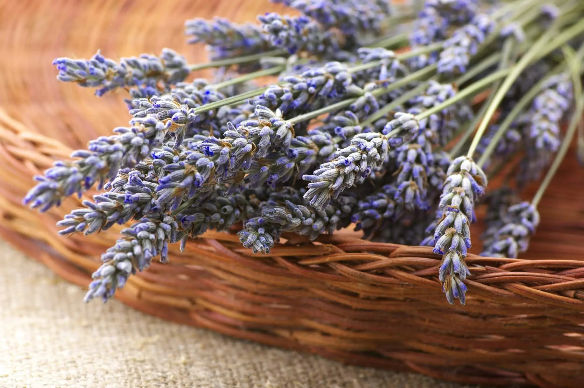 Como secar lavanda para o melhor sabor