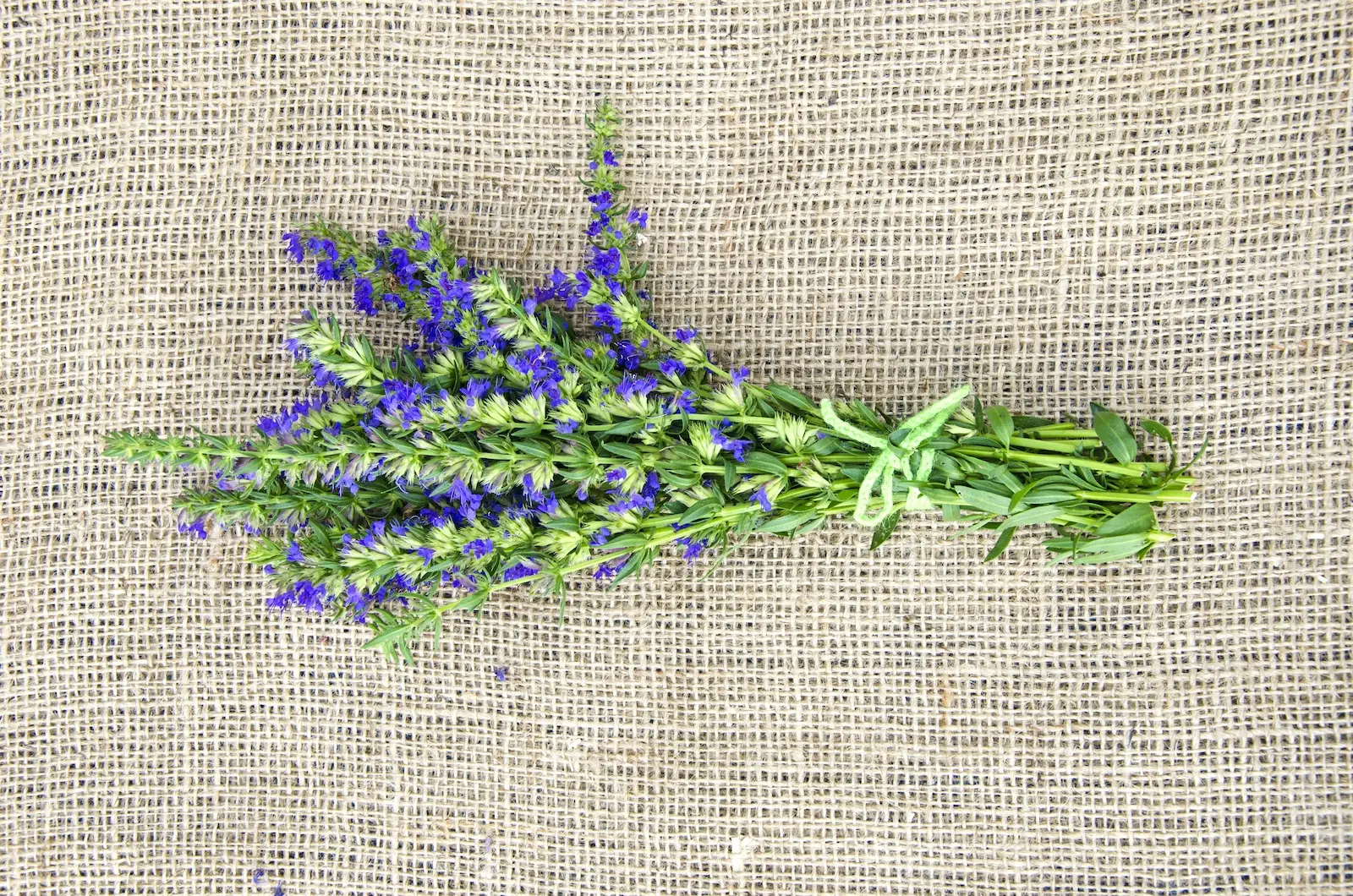 Hyssop vs. Lavender: Spiceography Showdown