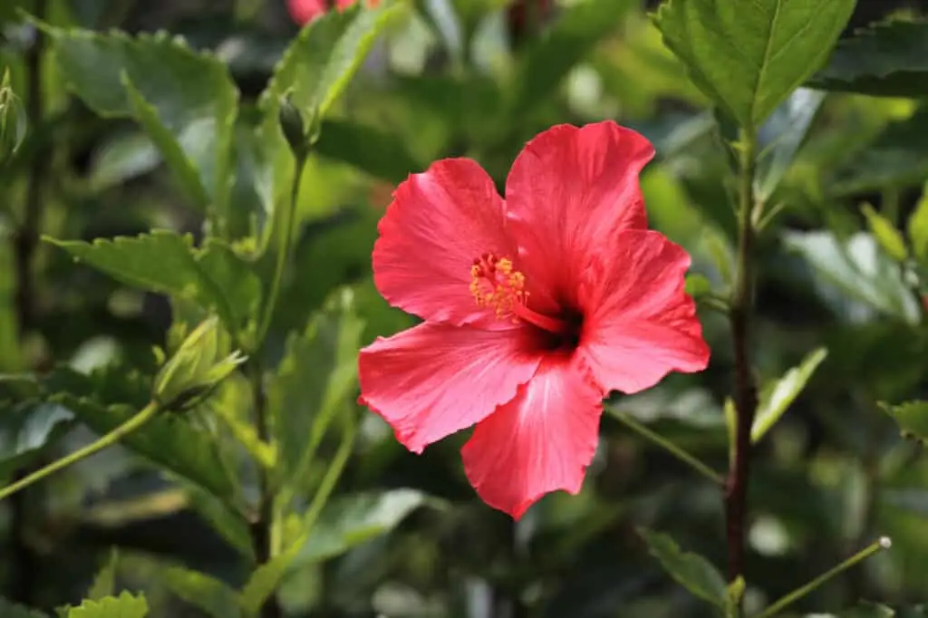 Hibiscus