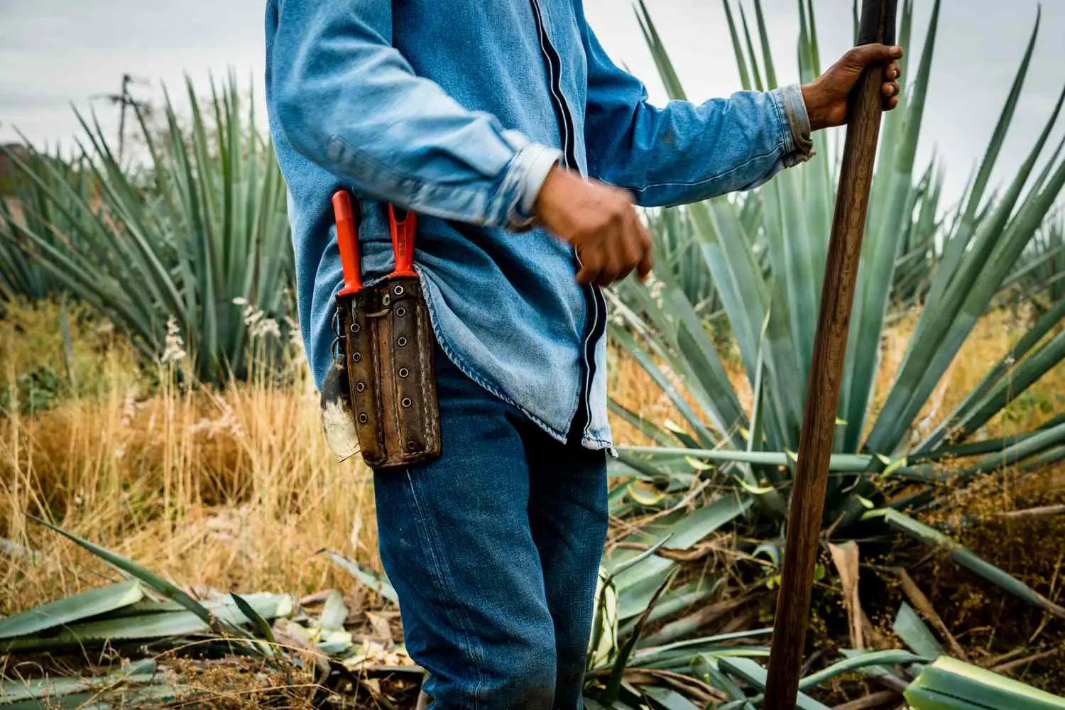 Jimador in the fields wearing jeans and holding tools to harvest agave