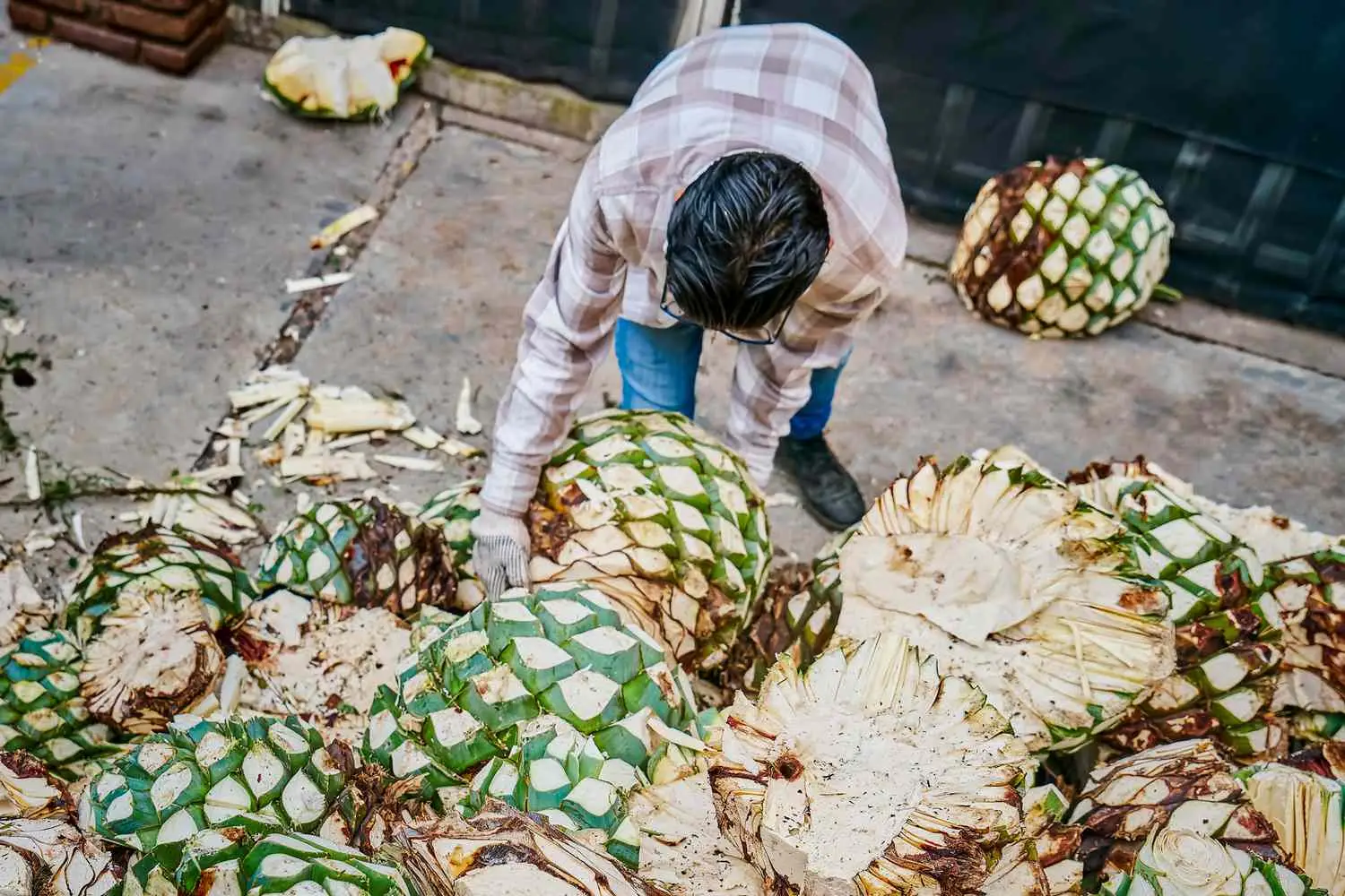Man lifting de-stemmed agave hearts to use in distillation