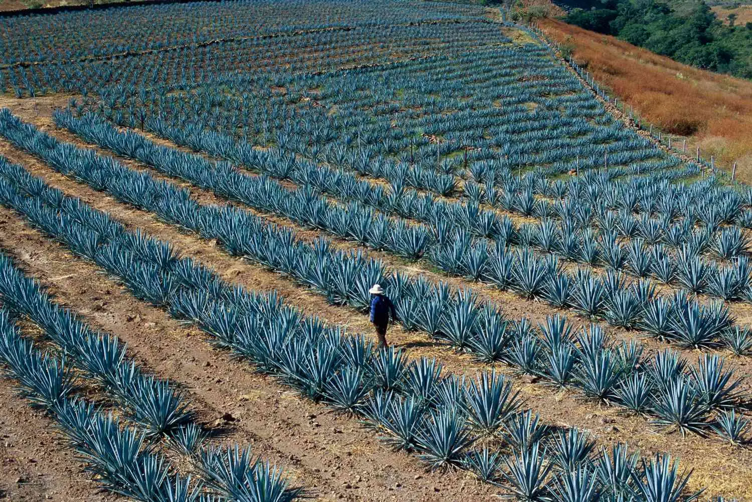 Aerial photograph of rows of identical Agave Tequilana Weber plants, with jimador walking between the rows