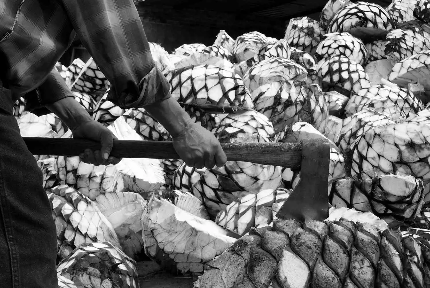 Agave hearts being split with an axe, stacked in piles, black and white photo 