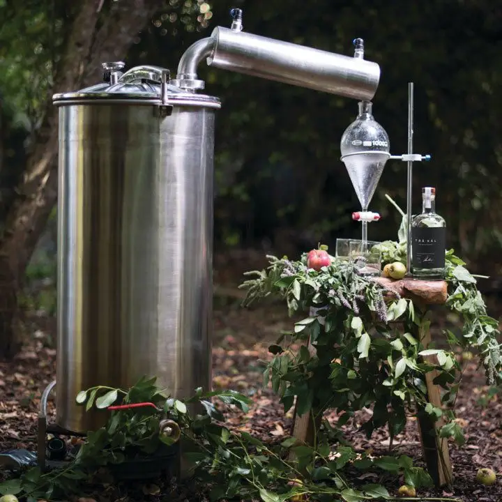 Tout ce que vous devez savoir sur Trakale, Spirit non officiel de Patonie