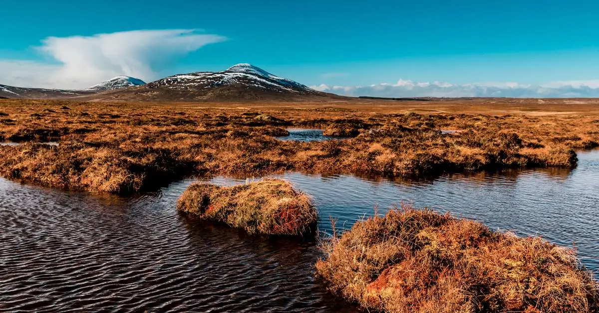 Explorando o efeito do uísque escocês na preservação de turfeiras