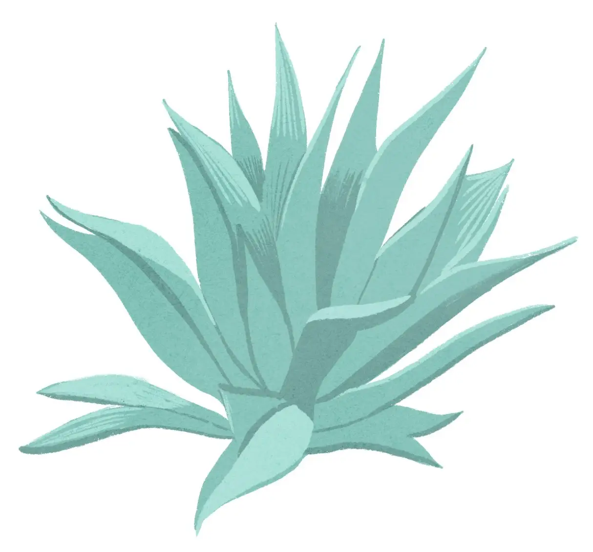 O que é Pulque? Um guia para a bebida ancestral do México