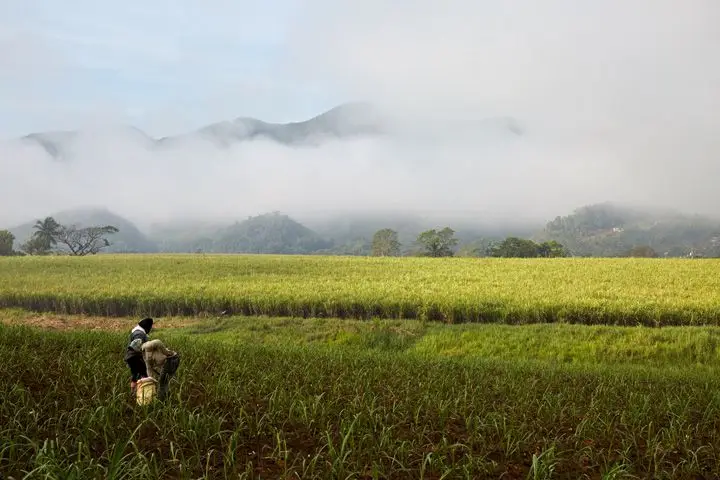 Worthy Park sugar cane fields
