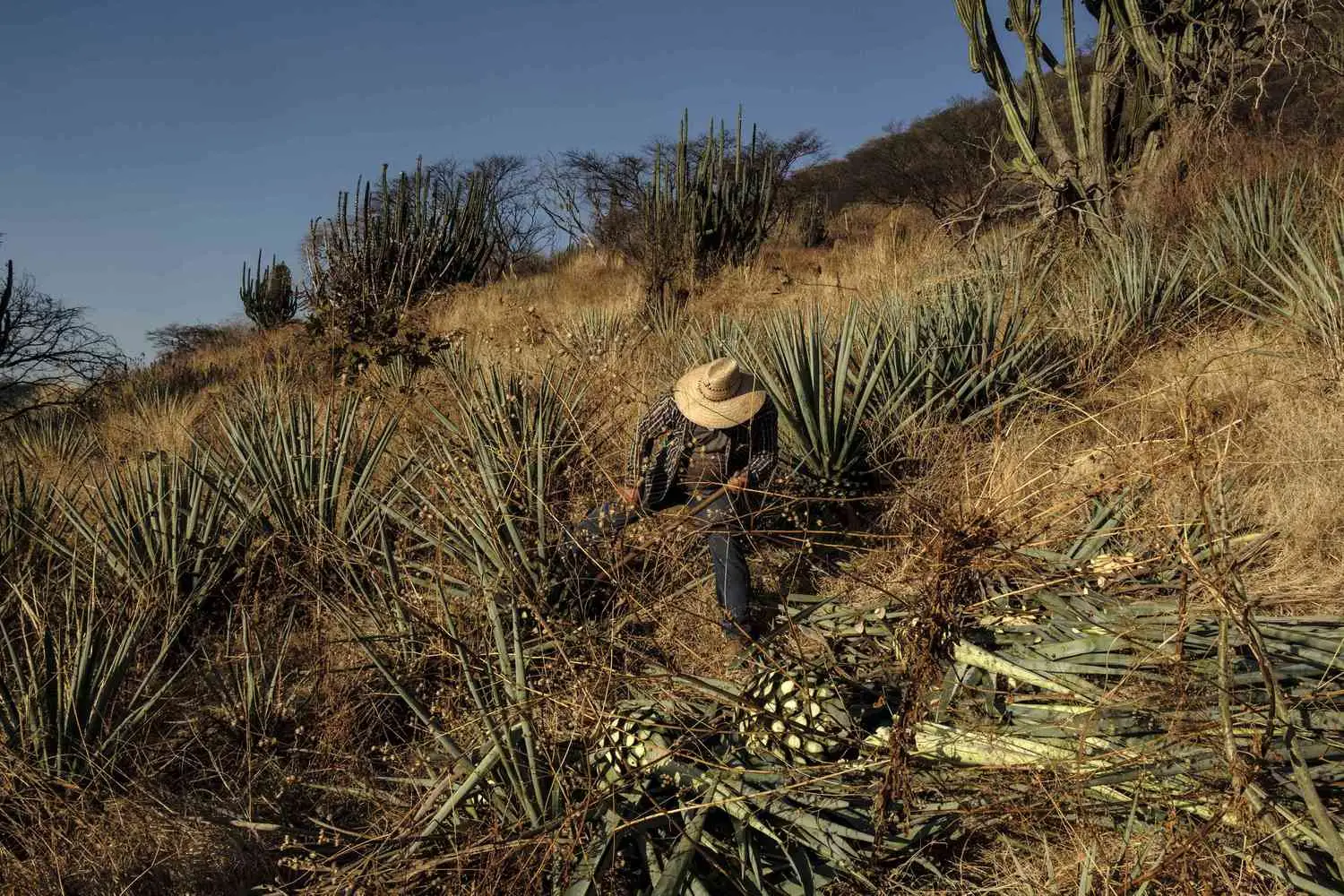 A jimador harvesting agave in the fields of Don Fulano