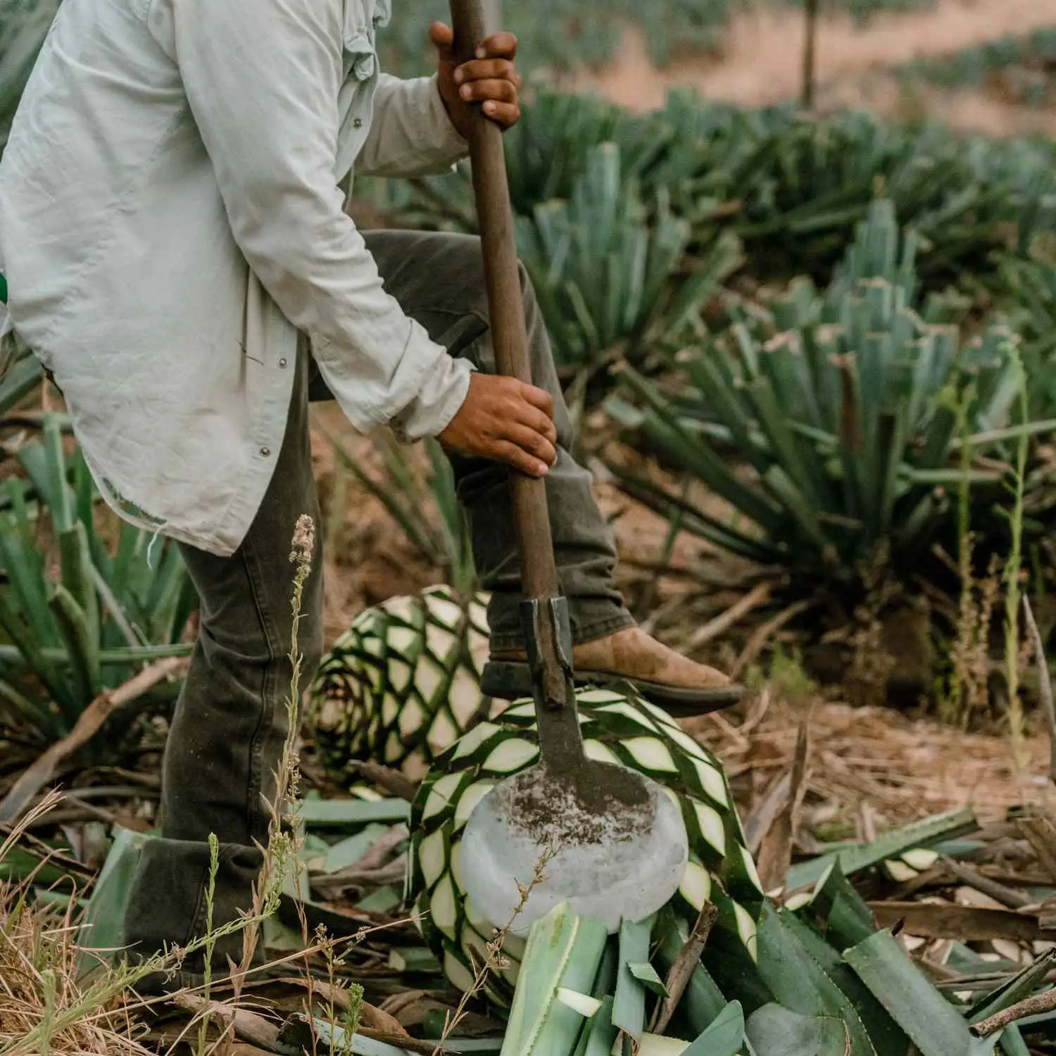 A jimador shears agave in Cascahuin