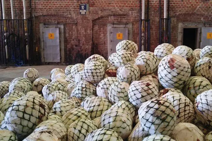 A pile of agave piñas ready to be roasted.