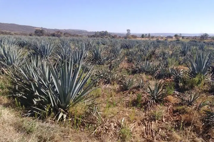 Fields of agave in Mexico