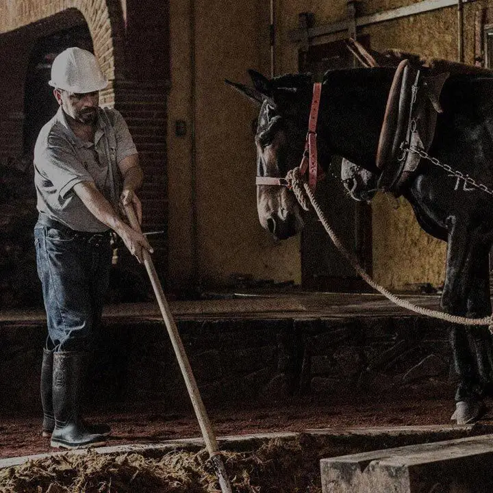 A tequilero working the tahona alongside a donkey