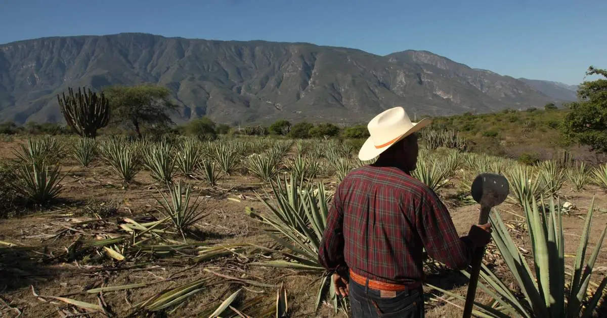 Jimador in agave fields, sheering leaves off plants
