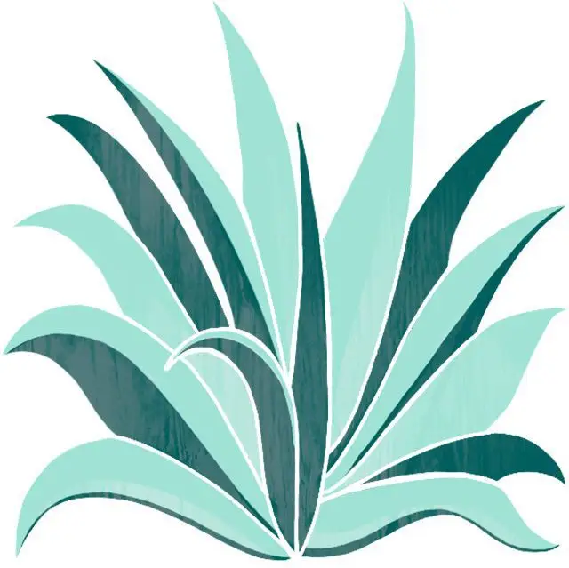 Illustration of agave plant in shades of light green and dark green