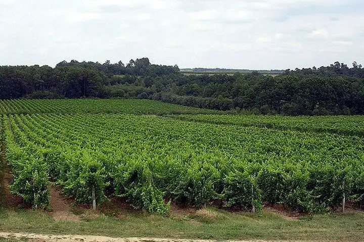 Deep green rows of vines in Armagnac