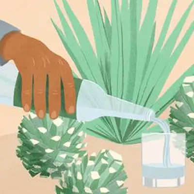 illustration of hand pouring tequila into glass in front of agave