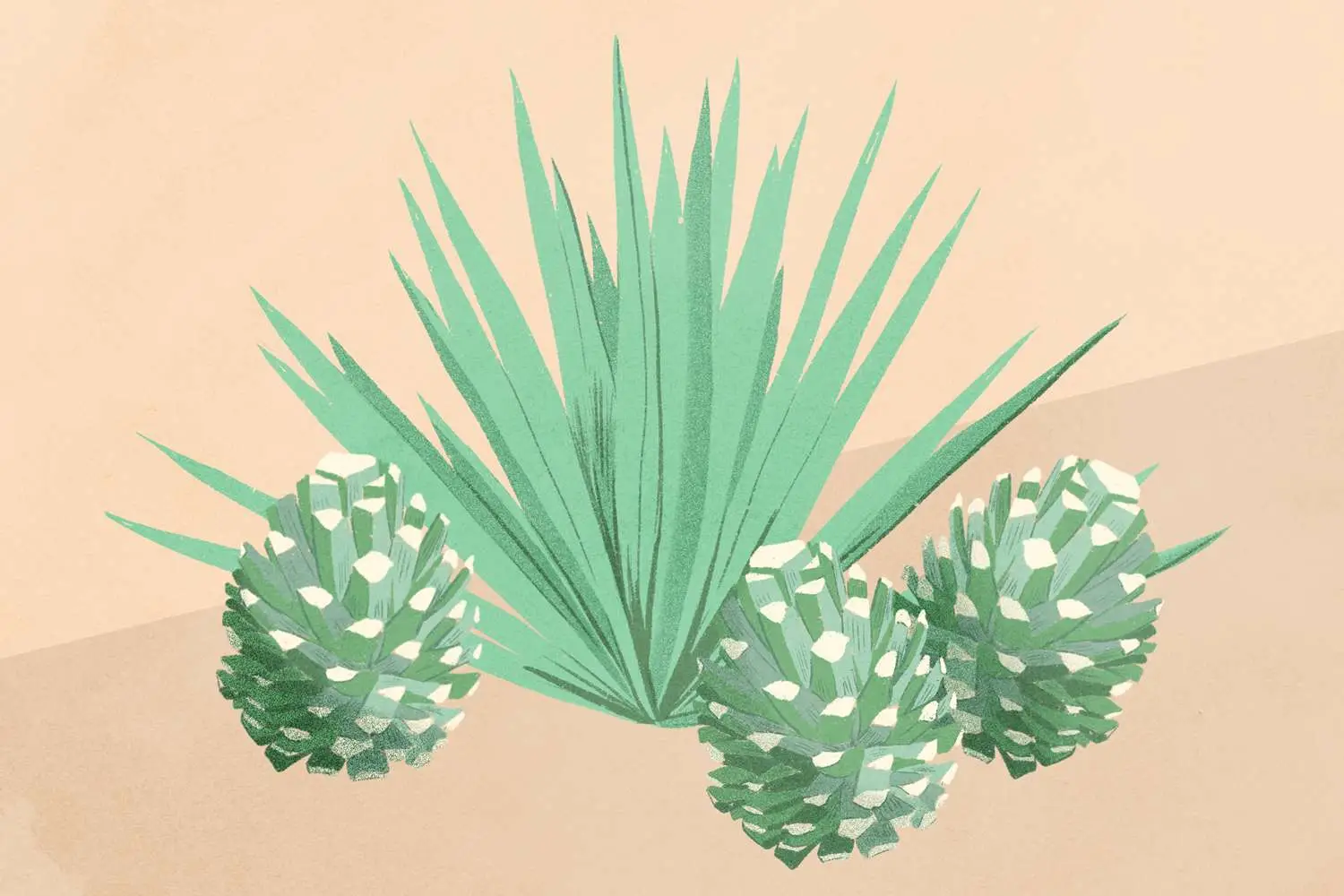 illustration of agave plants