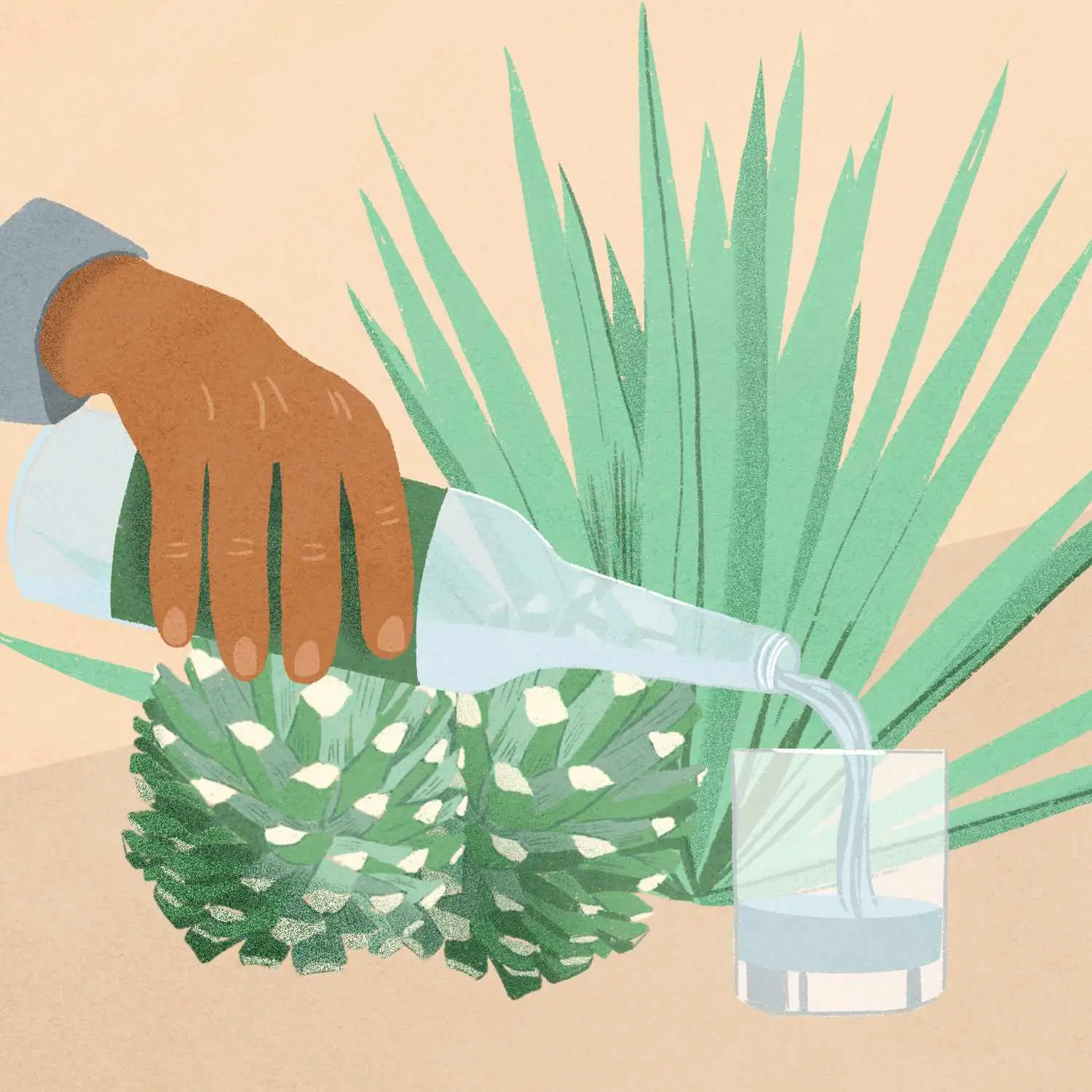illustration of hand pouring tequila into glass in front of agave